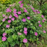 Geranium ‘Elke’