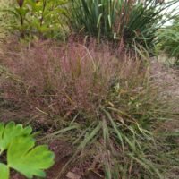 Eragrostis spectabilis