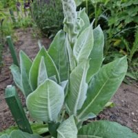 Verbascum bombyciferum ‘Polarsommer’