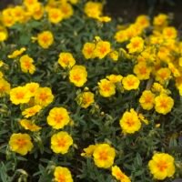 Helianthemum ‘Ben Fhada’