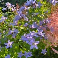 Campanula lactiflora