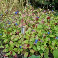 Ceratostigma plumbaginoides
