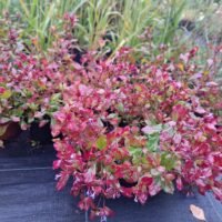 Ceratostigma plumbaginoides