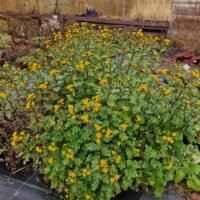 Chrysanthemum ‘Karntna Bussalan’