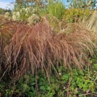 Schizachyrium scoparium ‘Wildwest’