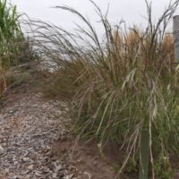 Schizachyrium scoparium ‘Wildwest’