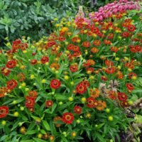 Helenium ‘Ranchera’