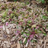Ajuga reptans ‘Dixie Chip’