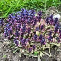 Ajuga reptans ‘Dixie Chip’