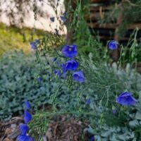 Linum perenne