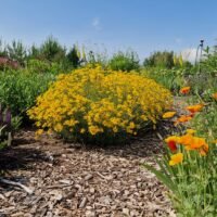 Eriophyllum lanatum