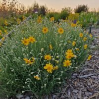 Eriophyllum lanatum