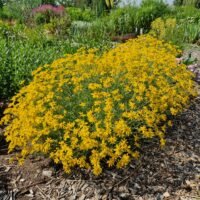 Eriophyllum lanatum