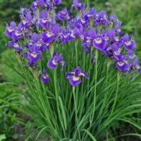 Iris sibirica nr.1