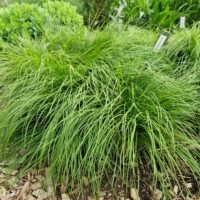 Carex montana