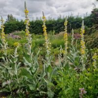 Verbascum bombyciferum ‘Polarsommer’