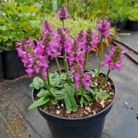 Stachys ‘Ukkie’