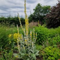 Verbascum bombyciferum ‘Polarsommer’