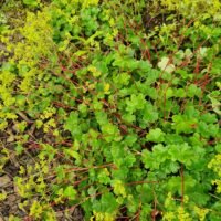 Alchemilla fissa