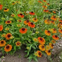 Helenium ‘Short and Sassy’