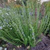 Hyssopus officinalis ‘Bleu Ciel’