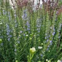 Hyssopus officinalis ‘Bleu Ciel’