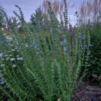 Hyssopus officinalis ‘Bleu Ciel’