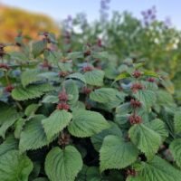 Lamium orvala