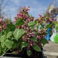 Lamium orvala