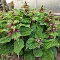 Lamium orvala