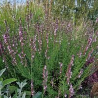 Hyssopus officinalis ‘Roseus’