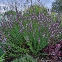 Hyssopus officinalis ‘Roseus’