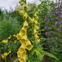 Digitalis grandiflora