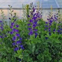 Baptisia australis var. minor ‘Dark Blue Strain’