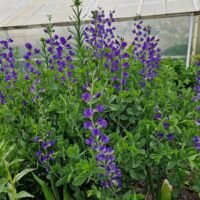 Baptisia australis var. minor ‘Dark Blue Strain’