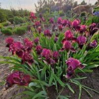 Iris ‘Cat’s Eye’