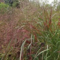 Panicum virgatum ‘Squaw select’