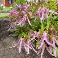 Campanula ‘Pink Octopus’