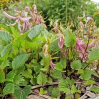 Campanula ‘Pink Octopus’