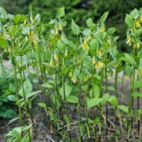 Disporum flavens