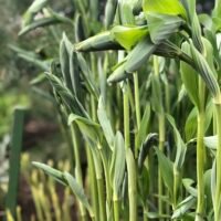 Disporum flavens