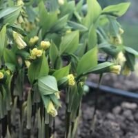 Disporum flavens