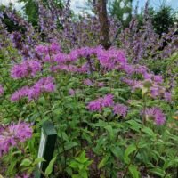 Monarda menthifolia ‘Pummel’