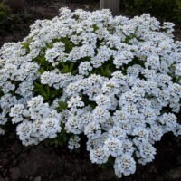 Iberis sempervirens ‘Snowflake’