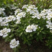 Iberis sempervirens ‘Snowflake’
