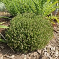 Thymus vulgaris ‘Precompa’