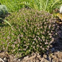 Thymus vulgaris ‘Precompa’