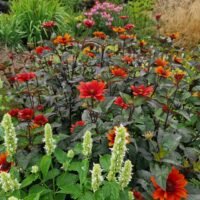 Heliopsis helianthoides var. scabra ‘Bleeding Hearts’