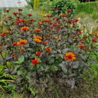 Heliopsis helianthoides var. scabra ‘Bleeding Hearts’