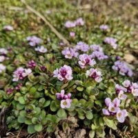 Aethionema rotundifolium